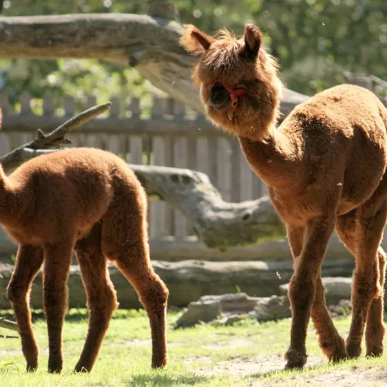 Alpacas at Tierwelt Herberstein