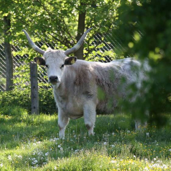Hungarian Steppe Cattle
