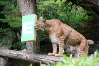 George the Lynx with his new toy from Energie Steiermark