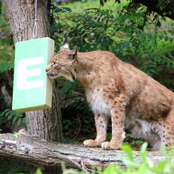 A New Toy for George the Lynx - Energie Steiermark