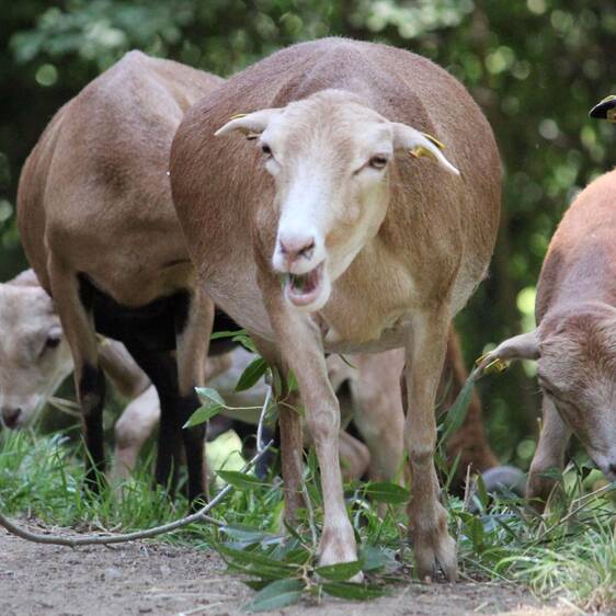 Cameroon sheep at the petting zoo