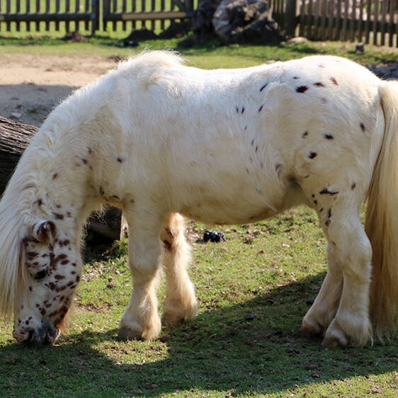Mini Appaloosa