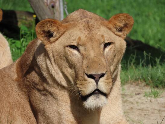 Spartacus the Lion at Herberstein Wildlife Park