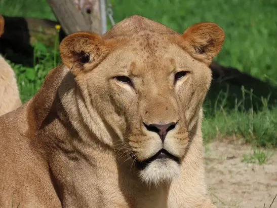 The Death of the Lion Brothers