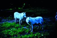 Arctic Wolf at Herberstein Wildlife Park
