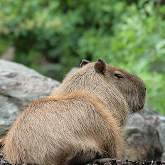 Capybaras in Styria
