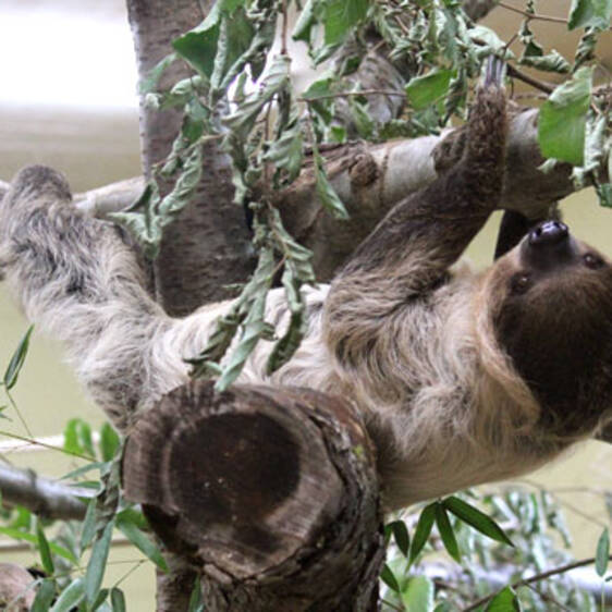 Two-toed sloth in Styria