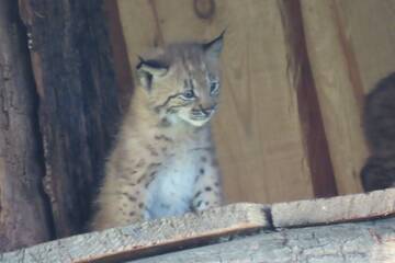 Lynx cubs at Tierwelt Herberstein.