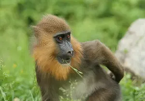 Mandrill in Styria