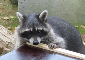 Raccoon in Styria