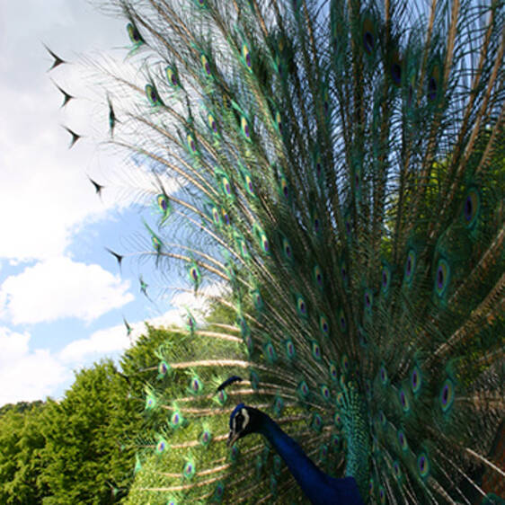 Blue Peacock