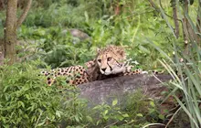 Africa
