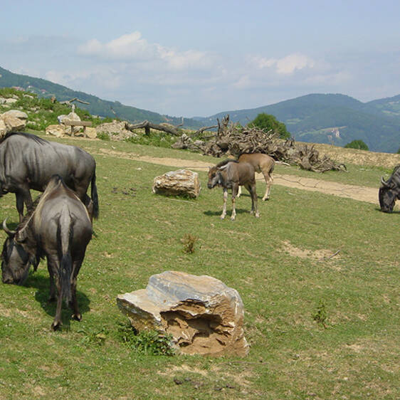 Striped Wildebeest in Styria