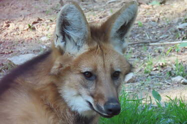 Maned Wolf at Herberstein Wildlife Park