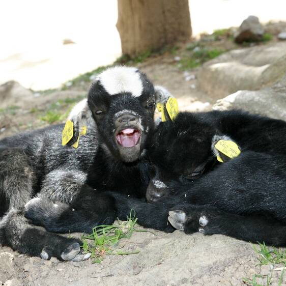 Pygmy goat at the petting zoo