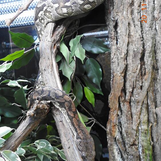 Southern Madagascar Boa