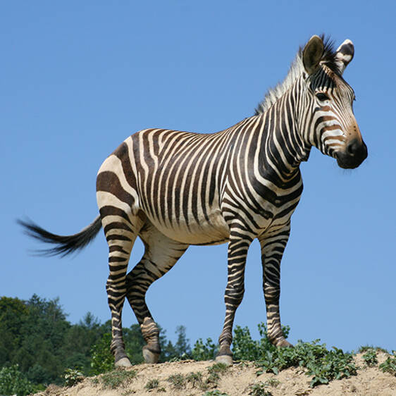 Zebra at the zoo in Styria