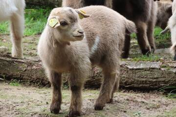 Baby Animals in Styria