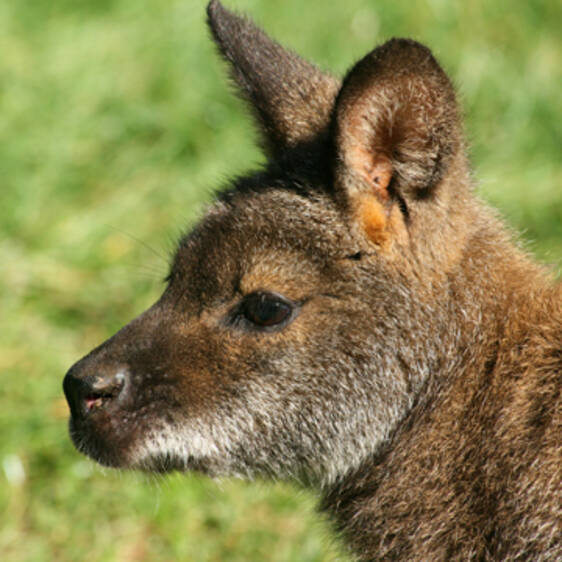 Bennett's Kangaroo