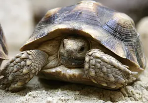 Spurred Tortoise in Styria