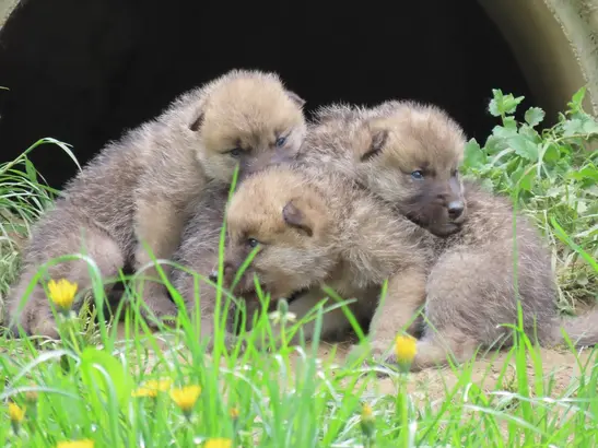 1. Polar Wolf offspring for the past 15 years