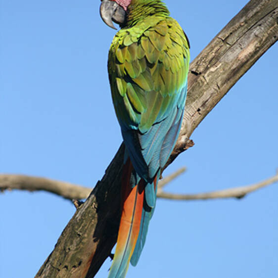 Great Military Macaw in Styria