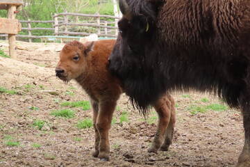 Baby Animals in Styria