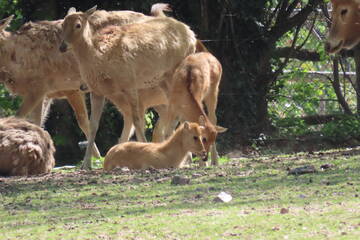 Baby Animals in Styria