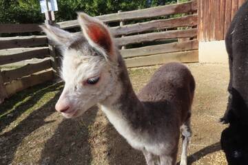 Baby Animals in Styria
