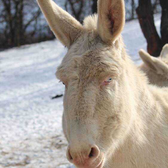 White Baroque donkey at the petting zoo