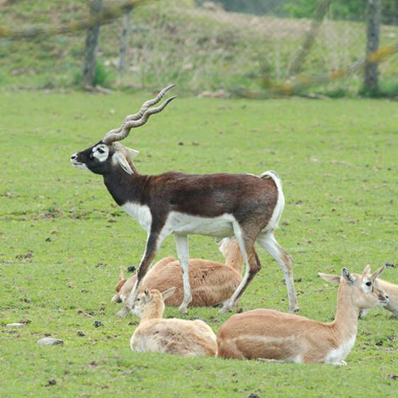 Deer Goat Antelope
