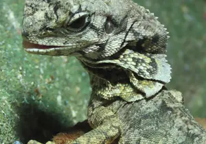 Frilled Lizard / Australia