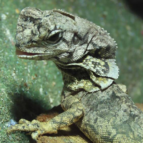 Collared Lizard at the Herberstein Wildlife Park in Eastern Styria