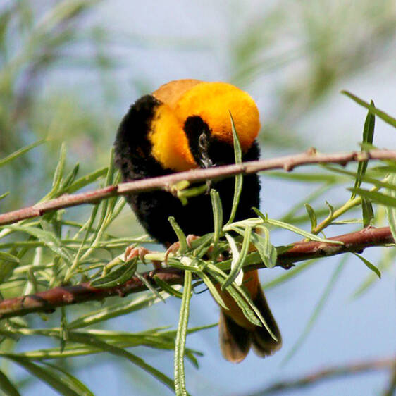 Oryx Weaver