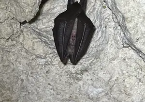 Lesser Horseshoe Bat