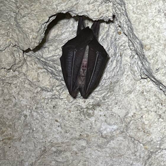 Lesser Horseshoe Bat at Tierwelt Herberstein