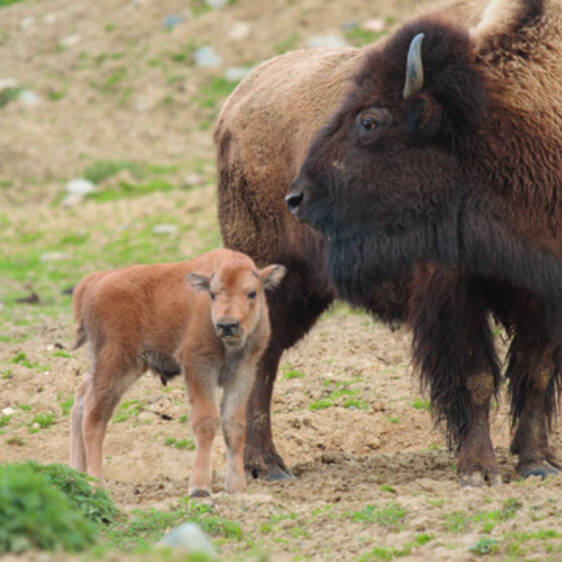 Bison at the zoo in Styria