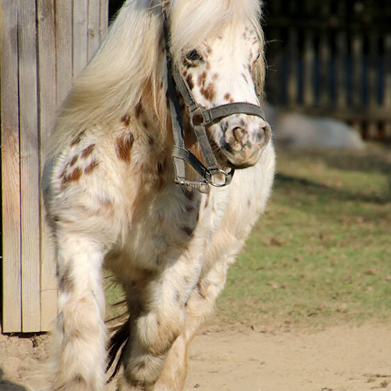 Mini Appaloosa