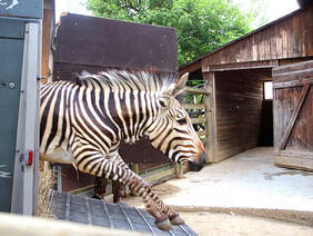 Okawanga, the zebra mare, takes her first steps into the animal world