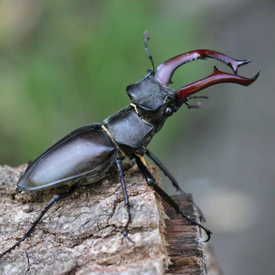 Stag Beetle at Tierwelt Herberstein (c) Erwin Holzer
