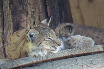 Lynx cubs at Tierwelt Herberstein.