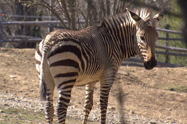 Zebra at Herberstein Wildlife Park