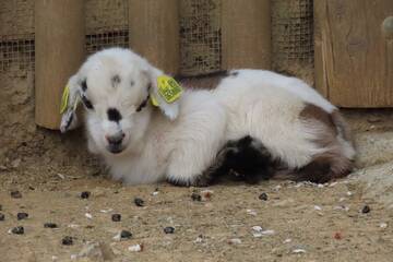 Baby Animals in Styria