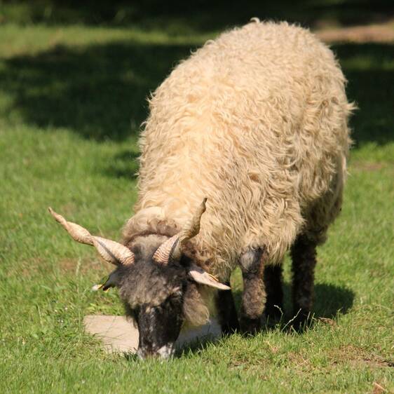 Hungarian Fringed Sheep