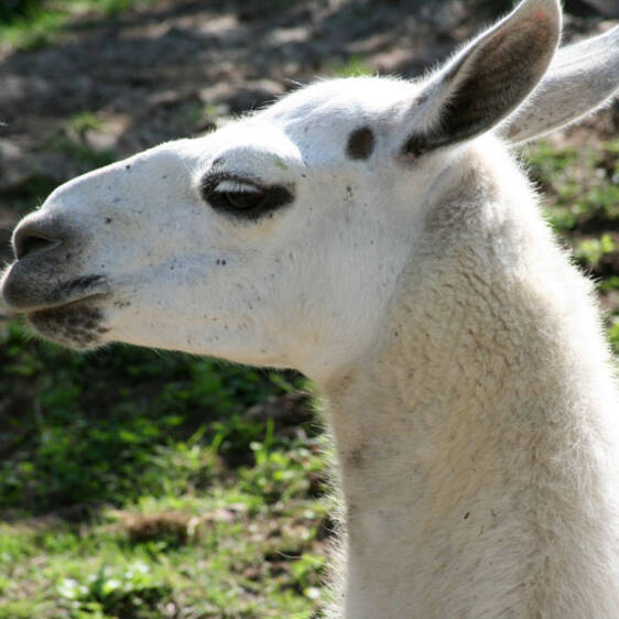 Llama at the zoo in Styria
