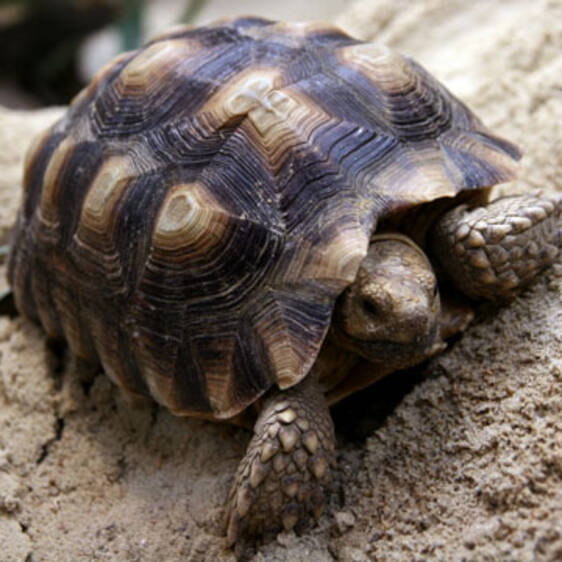Spurred Tortoise in Styria