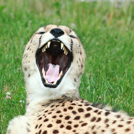Cheetah at the zoo in Styria