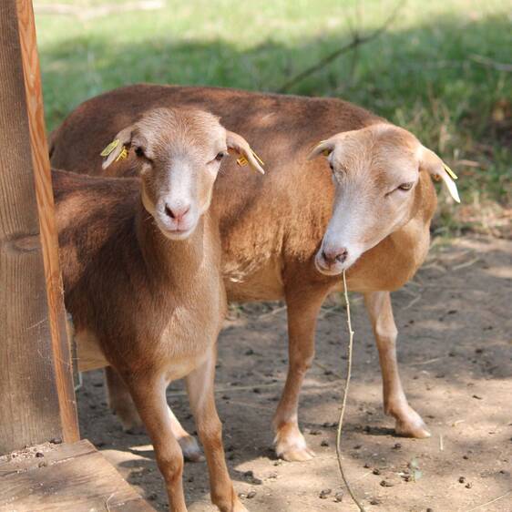 Cameroon sheep at the petting zoo