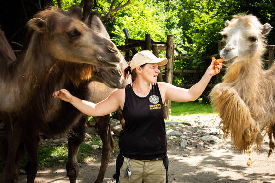 Buckets full of feed for guided feeding sessions with the camels at Tierwelt Herberstein. Copyright by Andreas Litzellachner