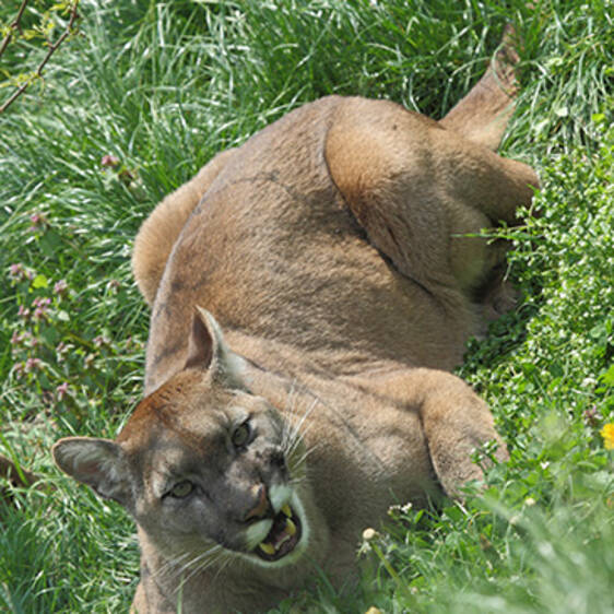 Puma at the Wildlife Park in Styria